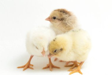 Endonezya 'dan bildirilen üç yeni doğan sarı kahverengi Chick Ayam Kampung tavuk cinsidir. 