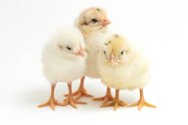 Endonezya 'dan bildirilen üç yeni doğan sarı kahverengi Chick Ayam Kampung tavuk cinsidir. 