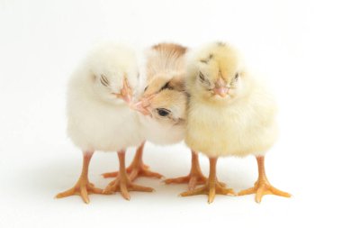 Endonezya 'dan bildirilen üç yeni doğan sarı kahverengi Chick Ayam Kampung tavuk cinsidir. 