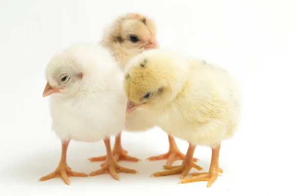 3つの生まれたばかりの黄色の茶色の鶏Ayam Kampungは インドネシアから報告された鶏の品種です 文字通り 村の鶏のギャラスの家畜 白に隔離され — ストック写真