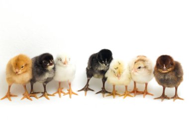 Yedi yeni doğmuş sarı kahverengi turuncu Chick Ayam Kampung. 