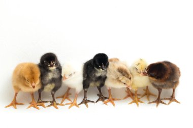 Yedi yeni doğmuş sarı kahverengi piliç beyaz üzerine serbest tavuk.