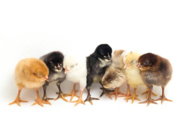 Yedi yeni doğmuş sarı kahverengi piliç beyaz üzerine serbest tavuk.