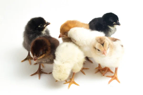 Sieben Neugeborene Gelb Braune Küken Freilandhühner Auf Weiß — Stockfoto