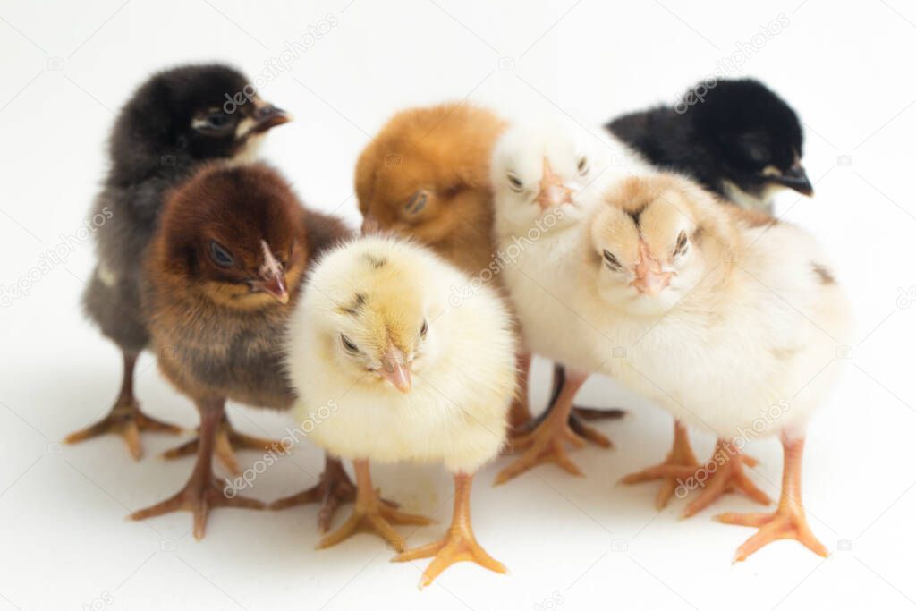 seven newborn yellow brown Chick free-range chicken on white