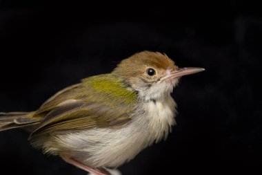 Çubuk kanatlı prinia kuşu (Prinia familiaris) siyah arkaplanda izole edilmiştir