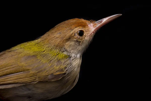 Gevleugelde Prinia Vogel Prinia Familiaris Geïsoleerd Zwarte Achtergrond — Stockfoto