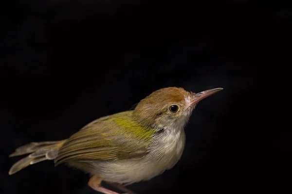 Oiseau Prinia Ailé Prinia Familiaris Isolé Sur Fond Noir — Photo