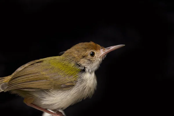 Pássaro Prinia Alado Bar Prinia Familiaris Isolado Fundo Preto — Fotografia de Stock