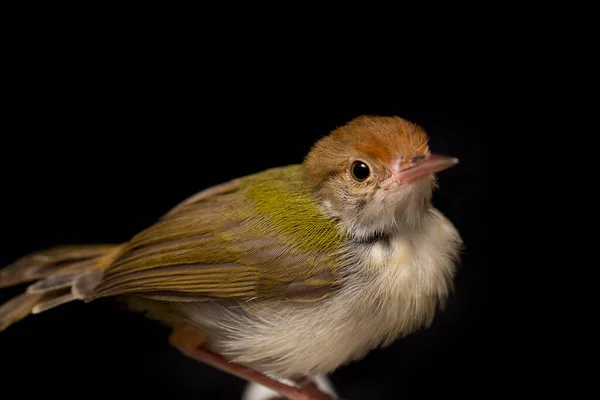 Der Geflügelte Prachtvogel Prinia Familiaris Isoliert Auf Schwarzem Hintergrund — Stockfoto