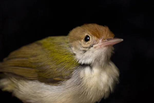 Pájaro Barra Alada Prinia Prinia Familiaris Aislado Sobre Fondo Negro —  Fotos de Stock