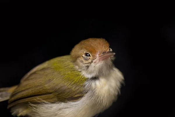 在黑色背景下被隔离的长有翅膀的王子鸟 Prinia Familiaris — 图库照片