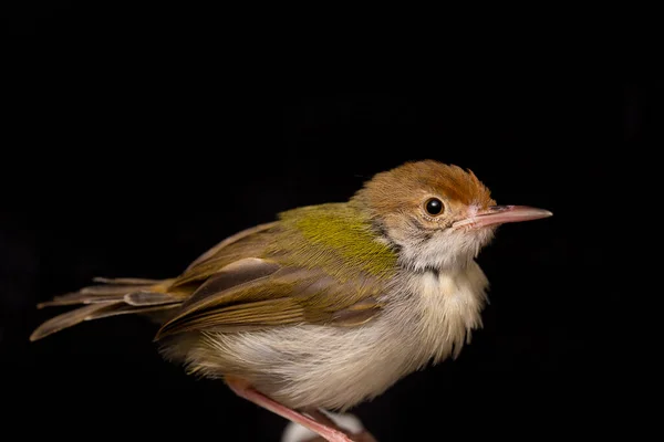 Barra Alata Prinia Uccello Prinia Familiaris Isolato Sfondo Nero — Foto Stock