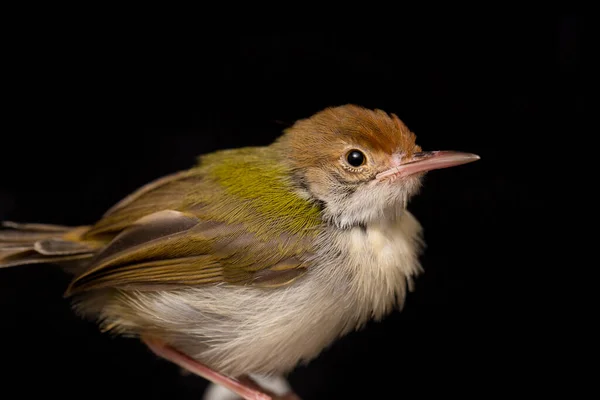 Gevleugelde Prinia Vogel Prinia Familiaris Geïsoleerd Zwarte Achtergrond — Stockfoto