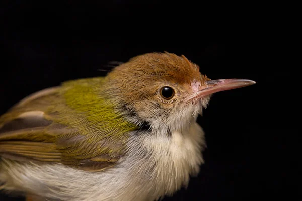 在黑色背景下被隔离的长有翅膀的王子鸟 Prinia Familiaris — 图库照片