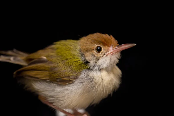 在黑色背景下被隔离的长有翅膀的王子鸟 Prinia Familiaris — 图库照片