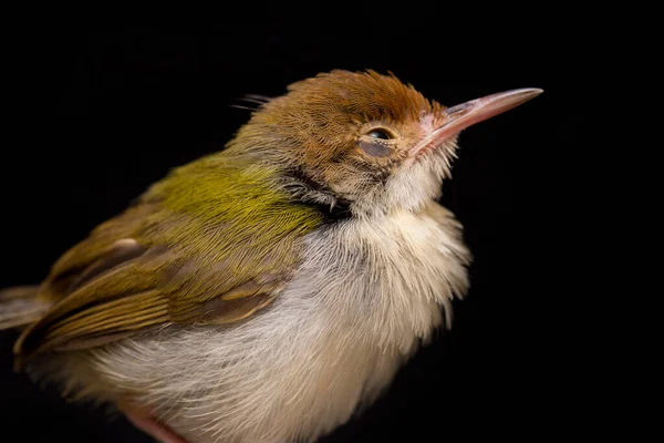 Oiseau Prinia Ailé Prinia Familiaris Isolé Sur Fond Noir — Photo