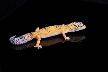 Leopar kertenkelesi, Eublepharis macularius, siyah arka planda izole edilmiş.