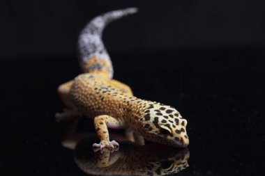 Leopar kertenkelesi, Eublepharis macularius, siyah arka planda izole edilmiş.