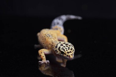 Leopar kertenkelesi, Eublepharis macularius, siyah arka planda izole edilmiş.