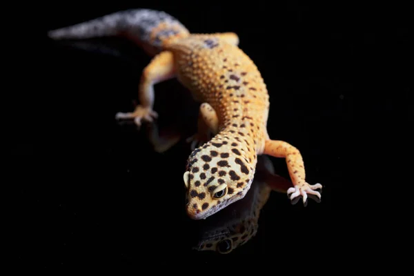 Leopard Gecko Eublepharis Macularius Isolated Black Background — Stock Photo, Image