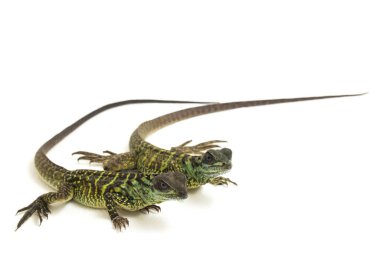 Genç Denizci Ejder Kertenkelesi (Hydrosaurus weberi) beyaz arka planda izole edildi