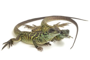 Genç Denizci Ejder Kertenkelesi (Hydrosaurus weberi) beyaz arka planda izole edildi