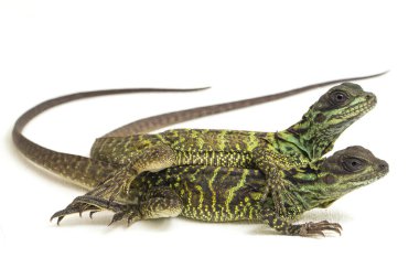 Genç Denizci Ejder Kertenkelesi (Hydrosaurus weberi) beyaz arka planda izole edildi