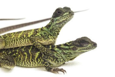 Genç Denizci Ejder Kertenkelesi (Hydrosaurus weberi) beyaz arka planda izole edildi