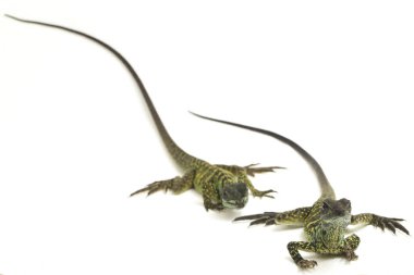 Genç Denizci Ejder Kertenkelesi (Hydrosaurus weberi) beyaz arka planda izole edildi