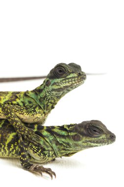 Genç Denizci Ejder Kertenkelesi (Hydrosaurus weberi) beyaz arka planda izole edildi