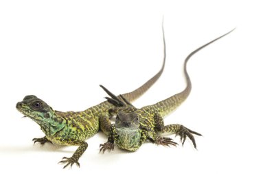 Genç Denizci Ejder Kertenkelesi (Hydrosaurus weberi) beyaz arka planda izole edildi