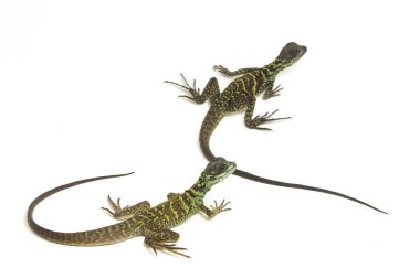 Genç Denizci Ejder Kertenkelesi (Hydrosaurus weberi) beyaz arka planda izole edildi