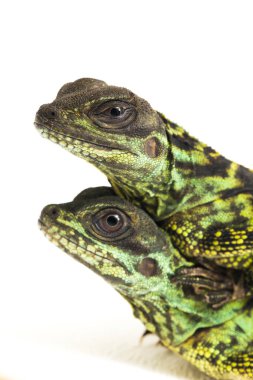 Genç Denizci Ejder Kertenkelesi (Hydrosaurus weberi) beyaz arka planda izole edildi