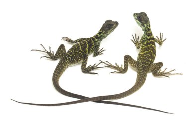 Genç Denizci Ejder Kertenkelesi (Hydrosaurus weberi) beyaz arka planda izole edildi