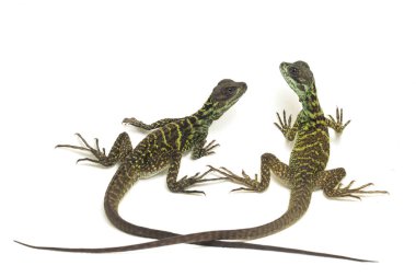 Genç Denizci Ejder Kertenkelesi (Hydrosaurus weberi) beyaz arka planda izole edildi