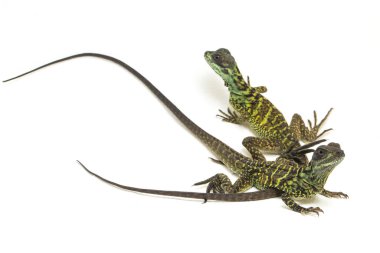 Genç Denizci Ejder Kertenkelesi (Hydrosaurus weberi) beyaz arka planda izole edildi