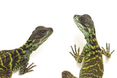 Genç Denizci Ejder Kertenkelesi (Hydrosaurus weberi) beyaz arka planda izole edildi