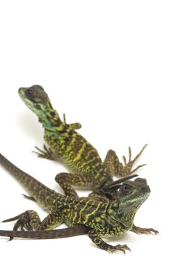 Genç Denizci Ejder Kertenkelesi (Hydrosaurus weberi) beyaz arka planda izole edildi