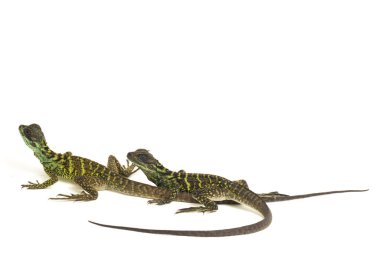 Genç Denizci Ejder Kertenkelesi (Hydrosaurus weberi) beyaz arka planda izole edildi