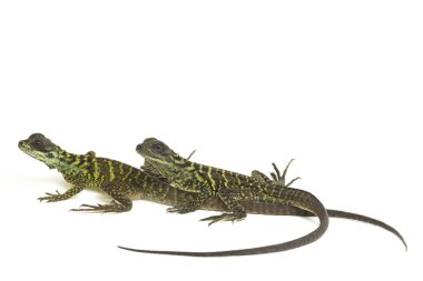 Genç Denizci Ejder Kertenkelesi (Hydrosaurus weberi) beyaz arka planda izole edildi