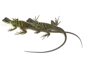 Genç Denizci Ejder Kertenkelesi (Hydrosaurus weberi) beyaz arka planda izole edildi