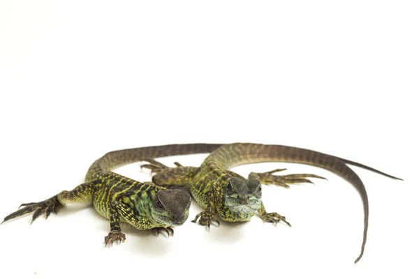 Jonge Sailfin Dragon Lizard Hydrosaurus Weberi Geïsoleerd Witte Achtergrond — Stockfoto