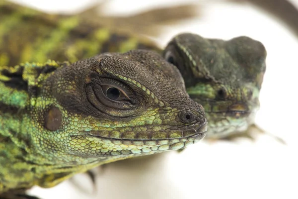 Genç Denizci Ejder Kertenkelesi (Hydrosaurus weberi) beyaz arka planda izole edildi