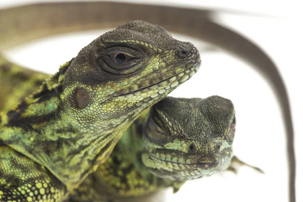 Genç Denizci Ejder Kertenkelesi (Hydrosaurus weberi) beyaz arka planda izole edildi