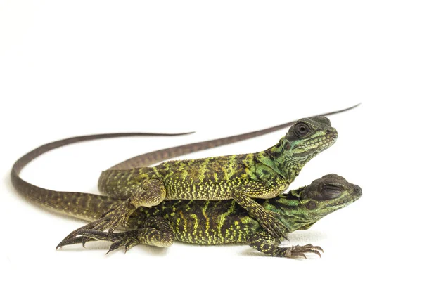 Juvenile Sailfin Dragon Lizard Hydrosaurus Weberi Isolated White Background — Stock Photo, Image