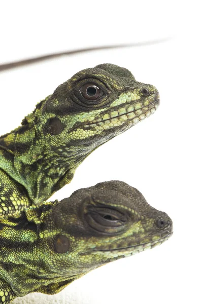 Jonge Sailfin Dragon Lizard Hydrosaurus Weberi Geïsoleerd Witte Achtergrond — Stockfoto