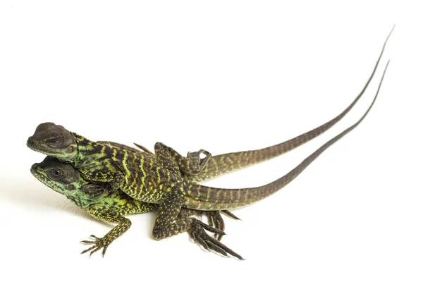 Juvenile Sailfin Dragon Lizard Hydrosaurus Weberi Isolated White Background — Stock Photo, Image