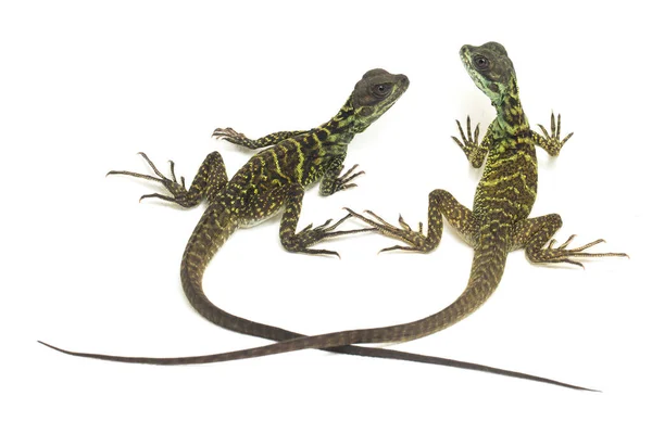 Juvenil Sailfin Dragon Lizard Hydrosaurus Weberi Isolado Sobre Fundo Branco — Fotografia de Stock