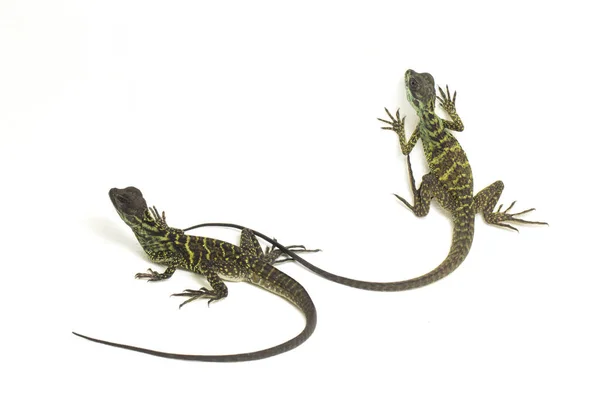 Juvenile Sailfin Dragon Lizard Hydrosaurus Weberi Isolated White Background — Stock Photo, Image